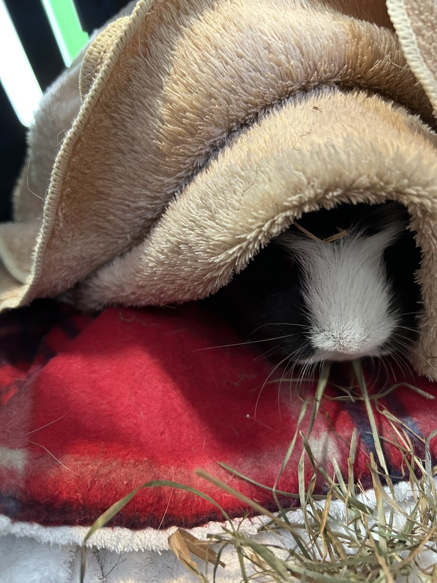 もるぱんだ tweet media