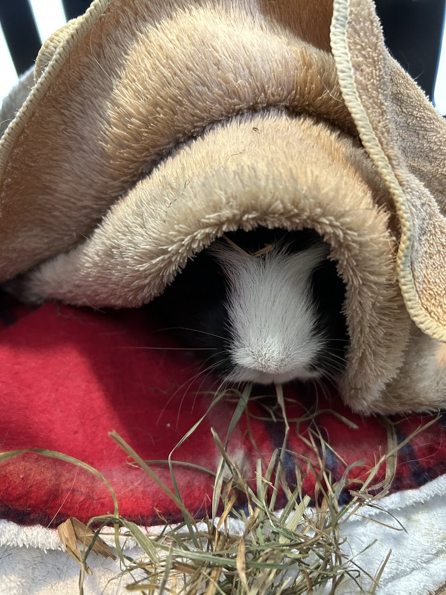 もるぱんだ tweet media