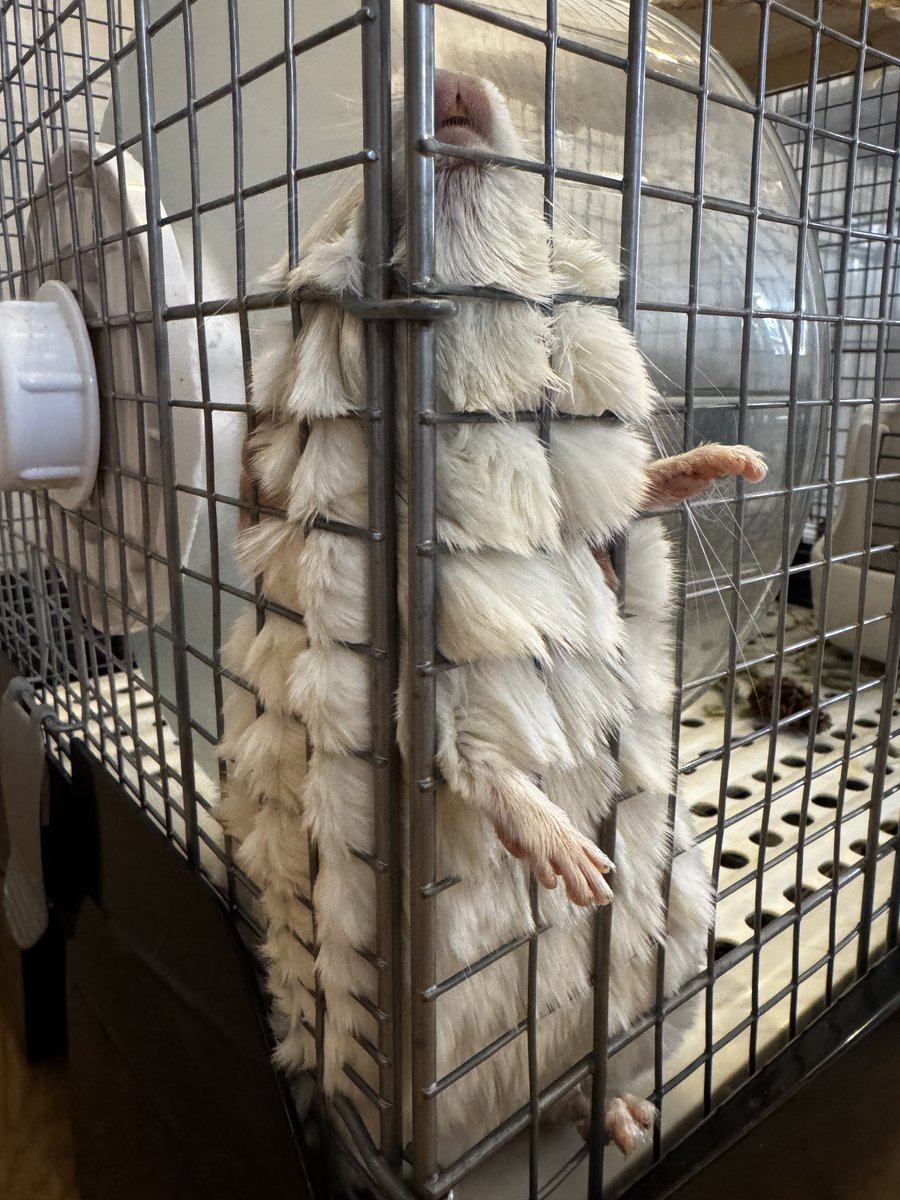 のぞみちゃん_アルファ化米=(社福) 青和会+希望食品㈱ tweet media