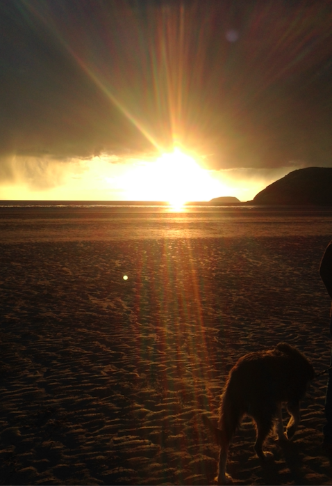 misc. endeavours #WagTheDog 📺🐕 🎥 👀 🍿⛑ tweet media