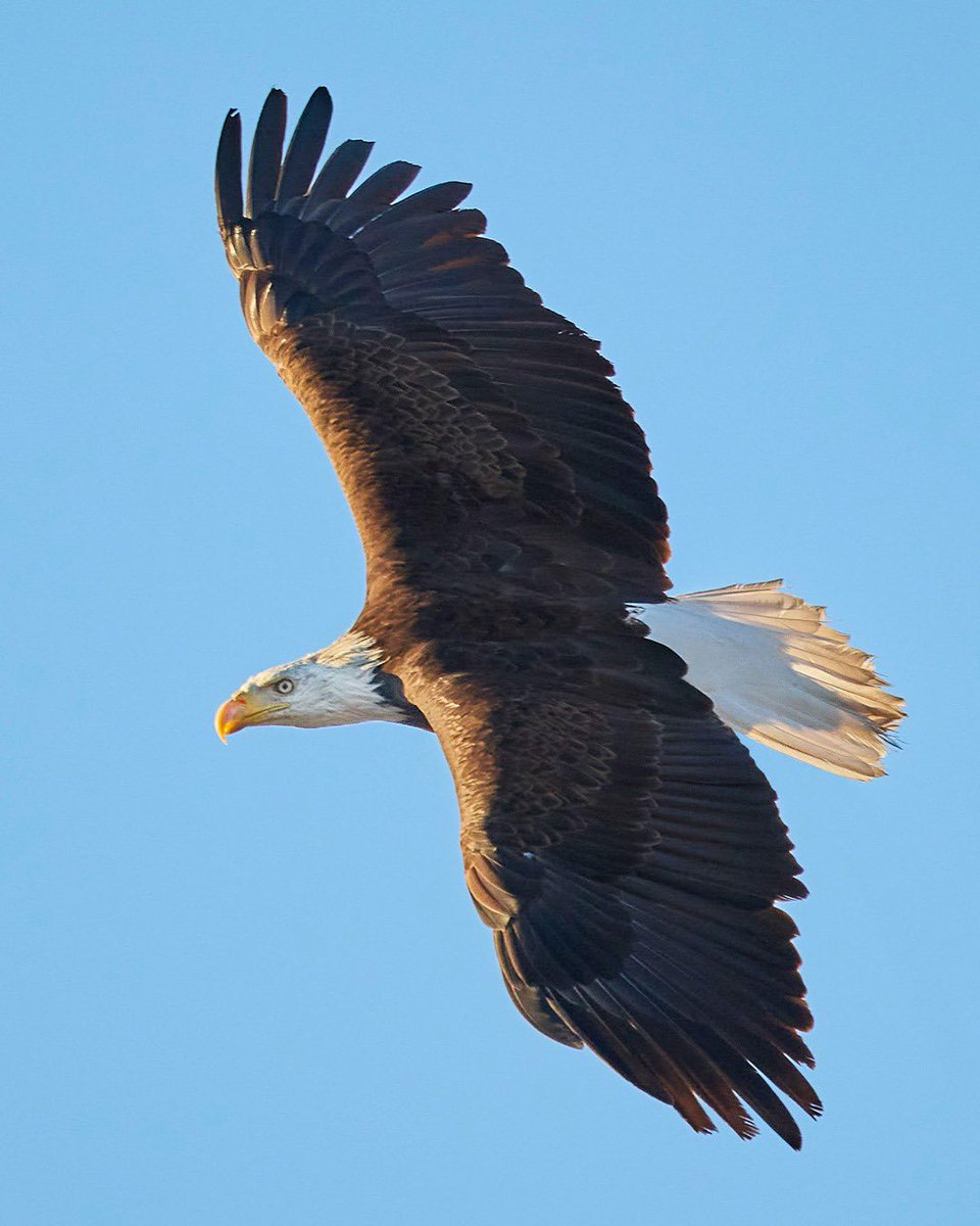 Budweiser tweet media