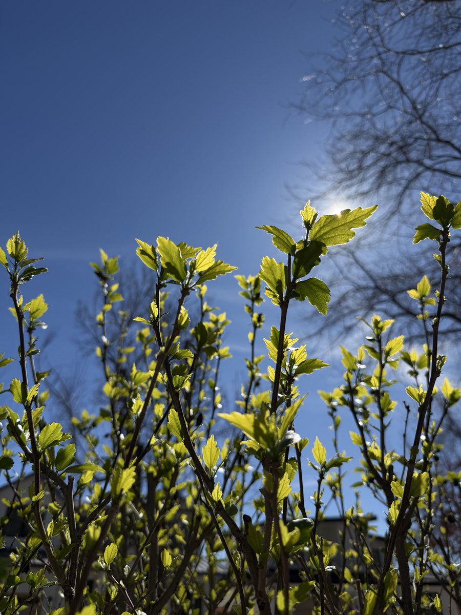 The most starstruck species of all!