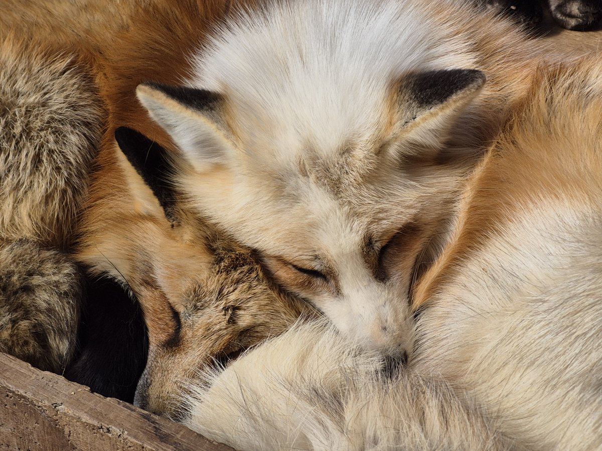 宮城蔵王キツネ村(公式)🦊 tweet media