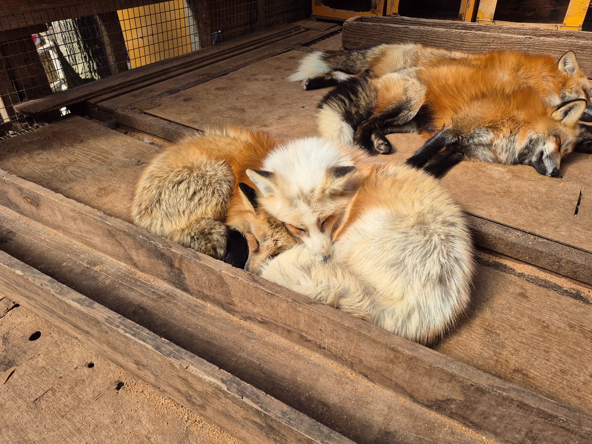 宮城蔵王キツネ村(公式)🦊 tweet media