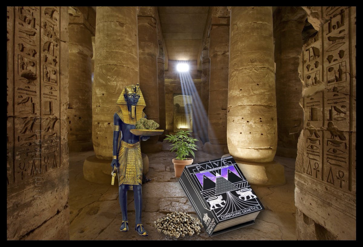 Pearl Polanski 🌻🇺🇦🇺🇸 tweet media