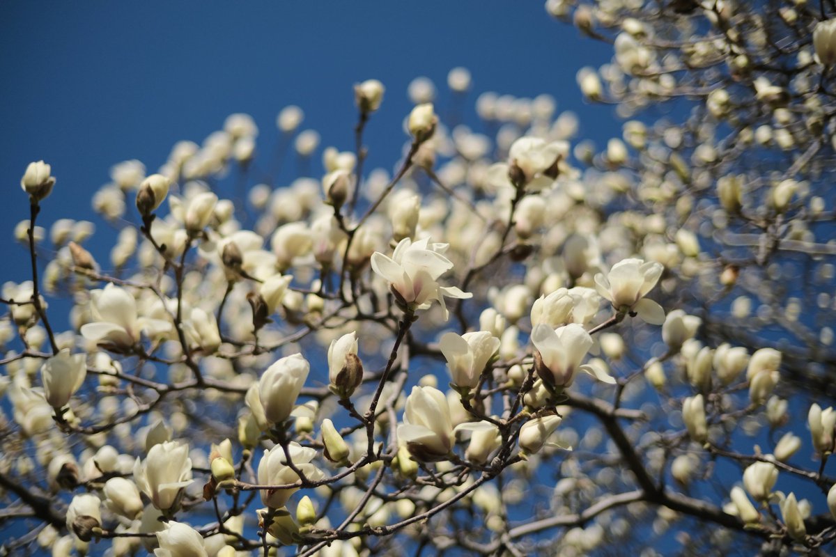 ピクチャーシェル tweet media