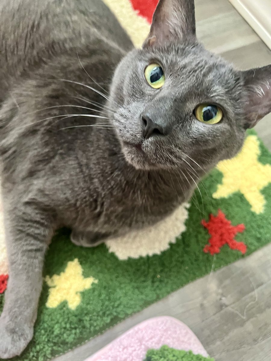 beckywinston's tweet photo. One of my soul cats 😍 #cutecat #Smokey #catsarefamily #furry  #lifetimewithcats https://t.co/kh1NMf58zY