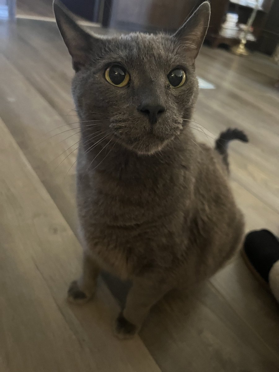beckywinston's tweet photo. One of my soul cats 😍 #cutecat #Smokey #catsarefamily #furry  #lifetimewithcats https://t.co/kh1NMf58zY