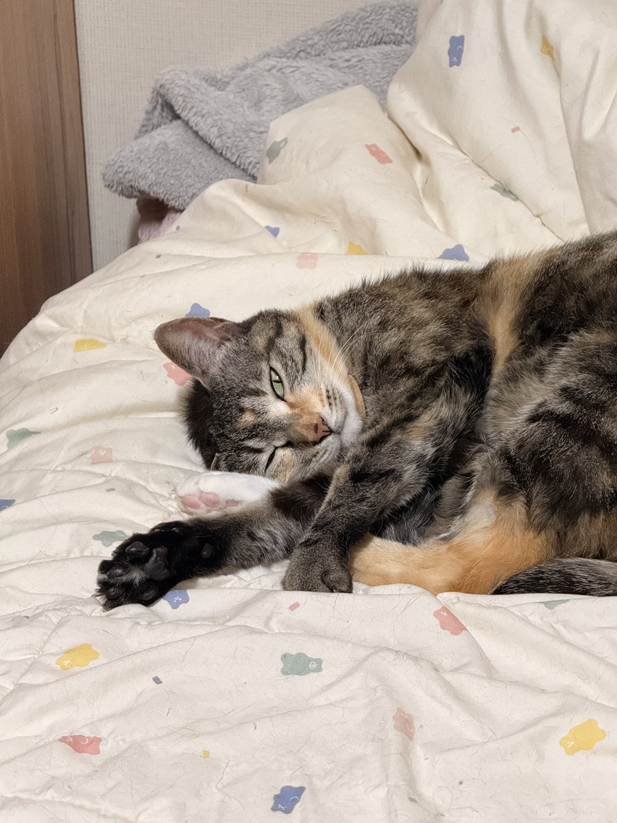 언제나 그렇듯 잘 지내고 있는 한구정이네🐱