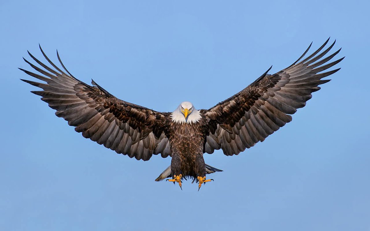 Morpath863's tweet photo. 🦅⭐ https://t.co/q7mWvFdYfl