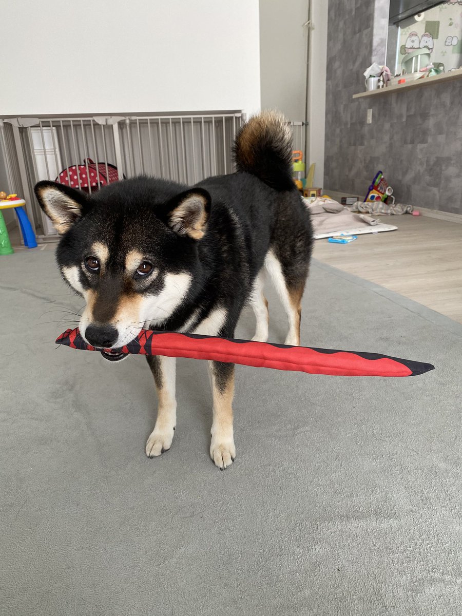 黒柴もち吉 tweet media