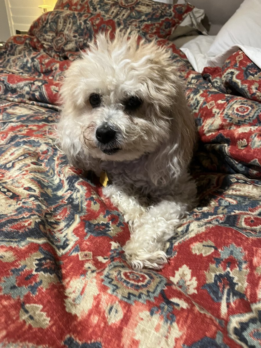 JennyB ✡️🏒 tweet media