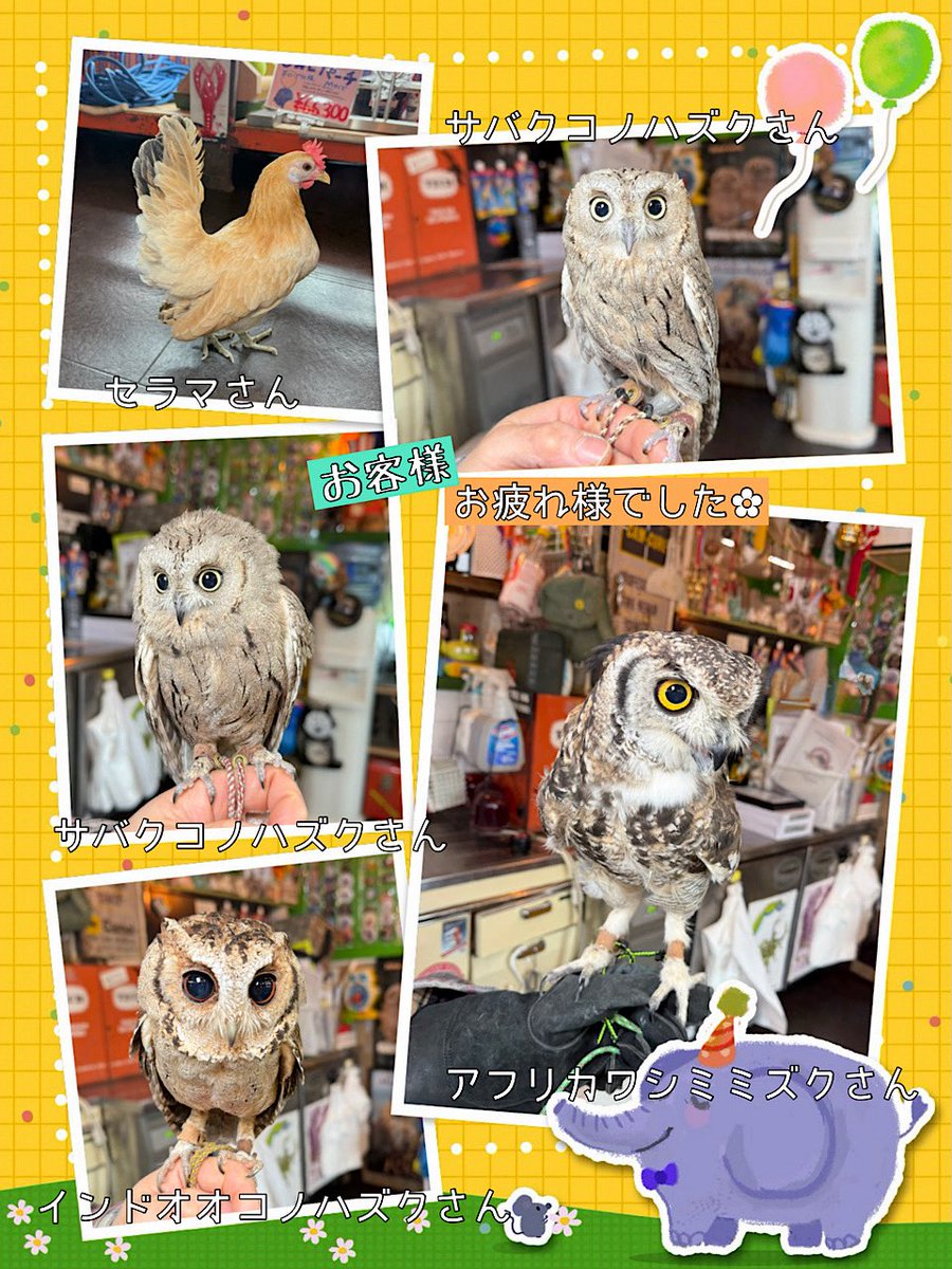 🗓️3月14日（土）は
13時ー18時まで
営業しております🌤️🌼

花粉症の皆さまにはつらい時期ですね🤧
お体お大事になさってください🪴

嘴カット・爪切り
足回り交換等
ご来店いただきました✨

ありがとう御座いました♡☺️😊
𖤣　𖥧　𖥣　𖡡　𖤣　𖥧　𖥣

🟢店舗臨時休業日
３／19（木）、3／26（木）