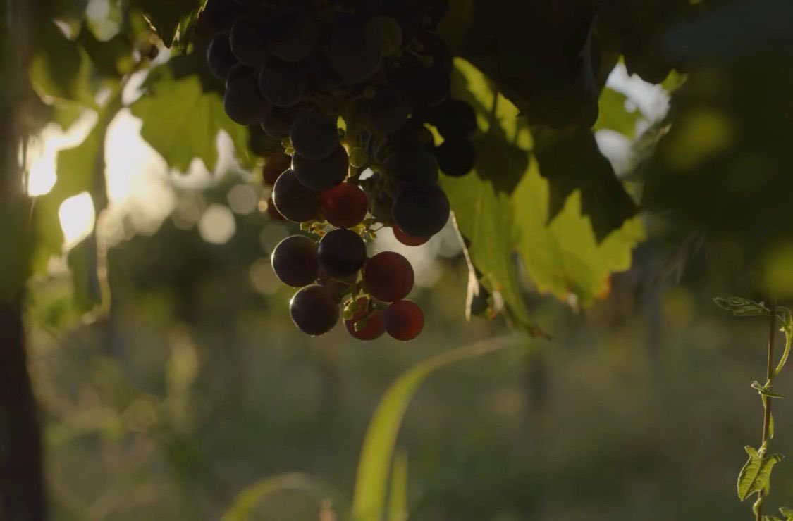 Juan Luis Ousset tweet media