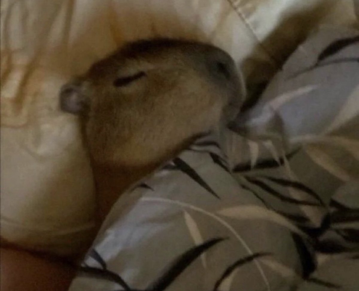 El Guarromántico tweet media