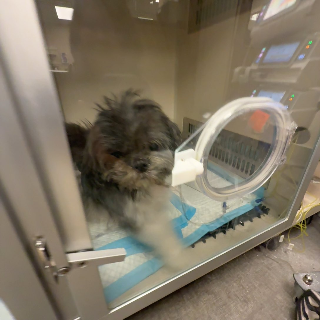 buppeey's tweet photo. @ABC7 This spontaneously happened to my dogy and she had to live in an oxygen chamber for a week https://t.co/UBLeqXF1tA