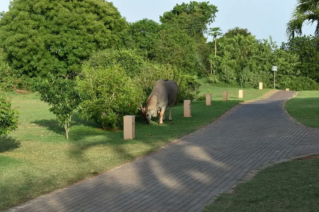 Vipingo Development PLC tweet media