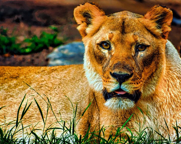 JamesYoke4's tweet image. Art of the Day! "Lioness". Buy at: ArtPal.com/jamesyoke?i=21…