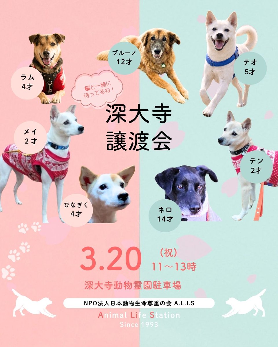 NPOALIS1's tweet photo. お彼岸は深大寺で🌸お花見＆譲渡会

3/20(祝) 11時〜13時
場所：深大寺動物霊園 駐車場（駐車はできません）

お花見がてら、保護犬たちに会いに来ませんか？
車では神代植物公園第2駐車場からが便利。公共交通機関も充実しています。

参加犬の日常はこちら
👉 https://t.co/Kk6KGEfckP

#アリスの会 https://t.co/tsyAU5lozY