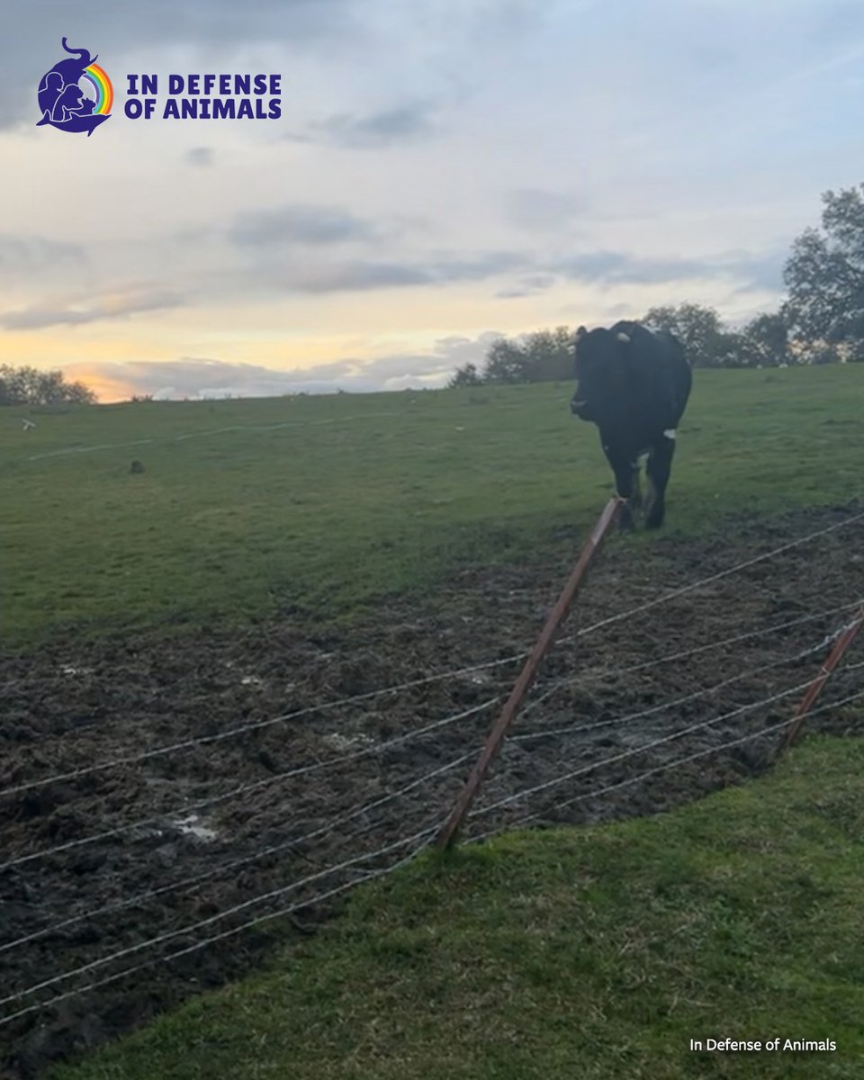 IDAUSA's tweet image. This old fence is gone now.
Since we published this blog, the new fence at #FreedomFarms has been completed, making life safer for our #cows and everyone at the sanctuary.
Read more: bit.ly/4cGQTAl
Pls RT &amp;amp; support bit.ly/3P7KODq
#FarmedAnimals #AnimalSanctuary
