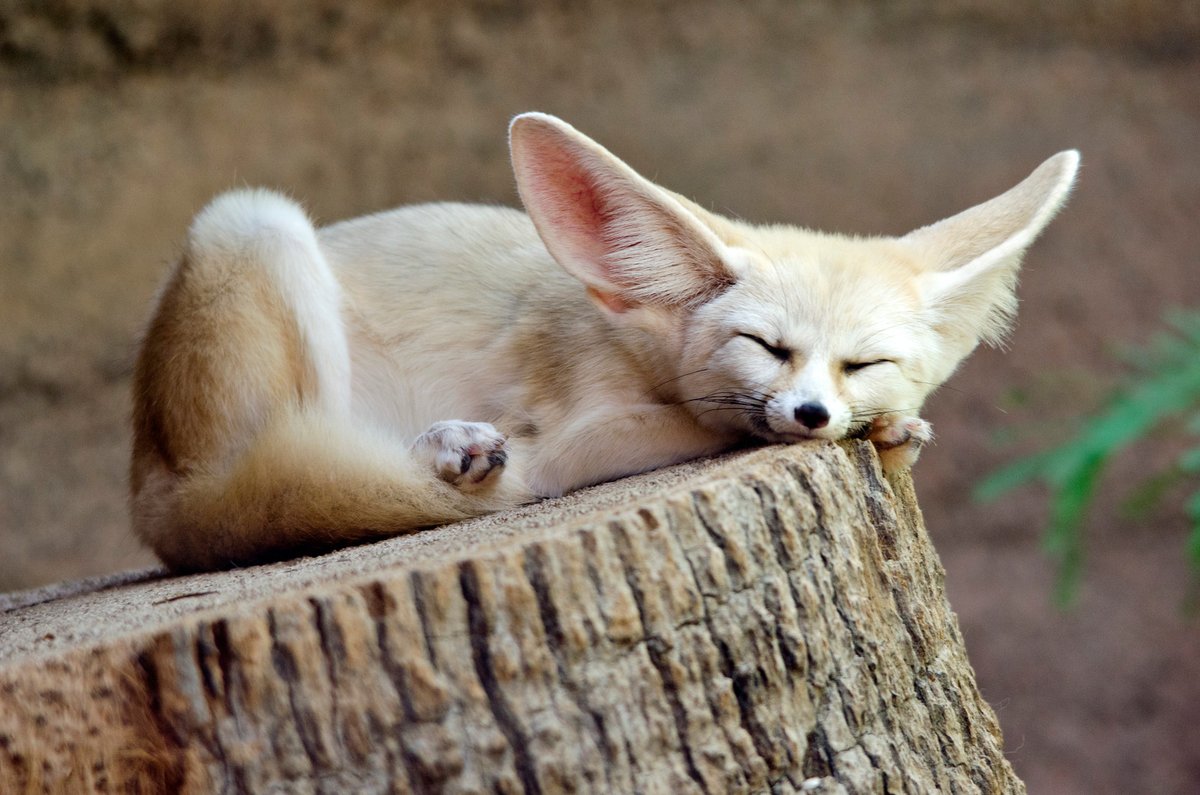 Fennec Every Hour! tweet media