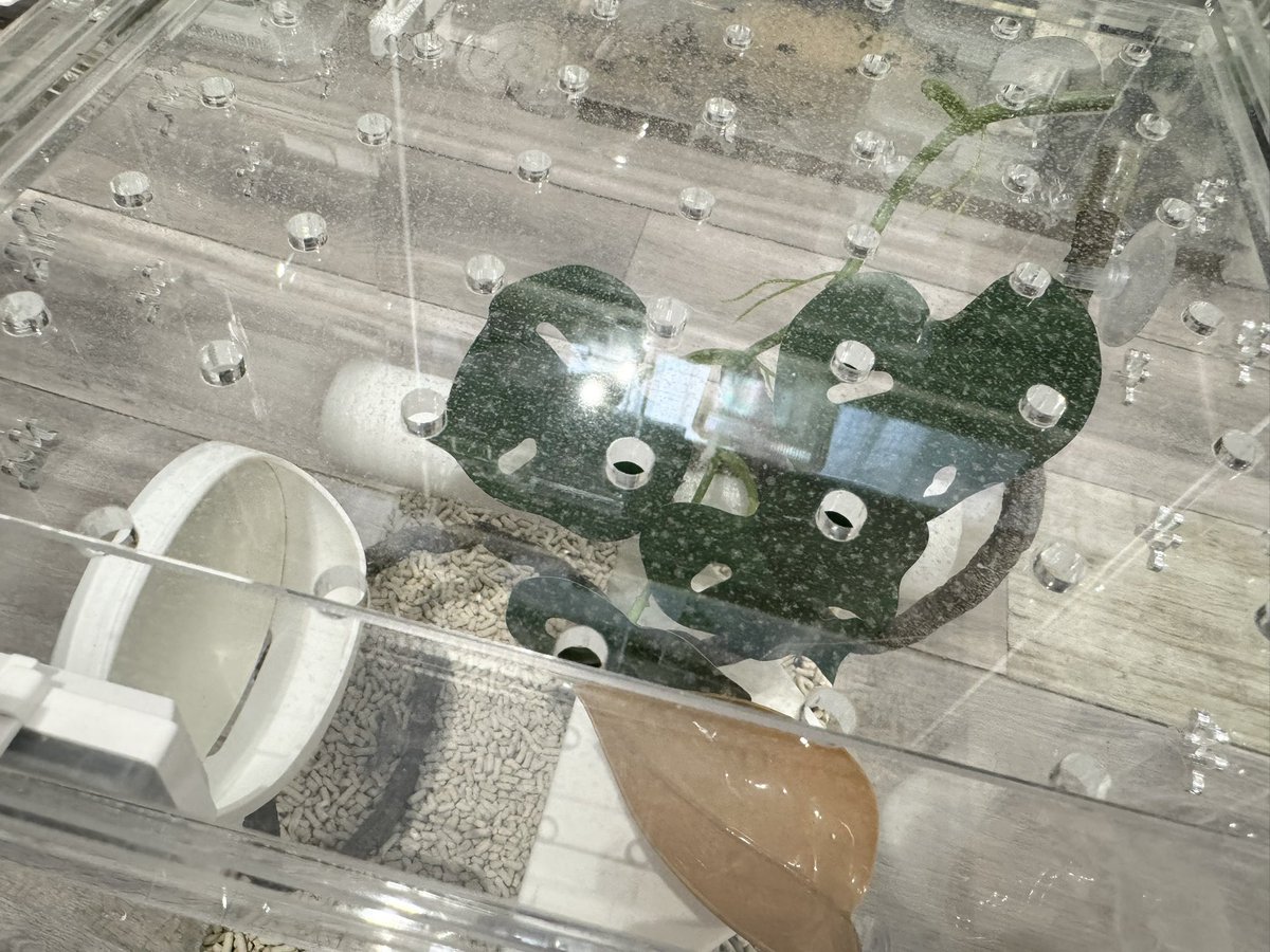 Bel.Regaro(ユリア)アクリルケージ販売 tweet media