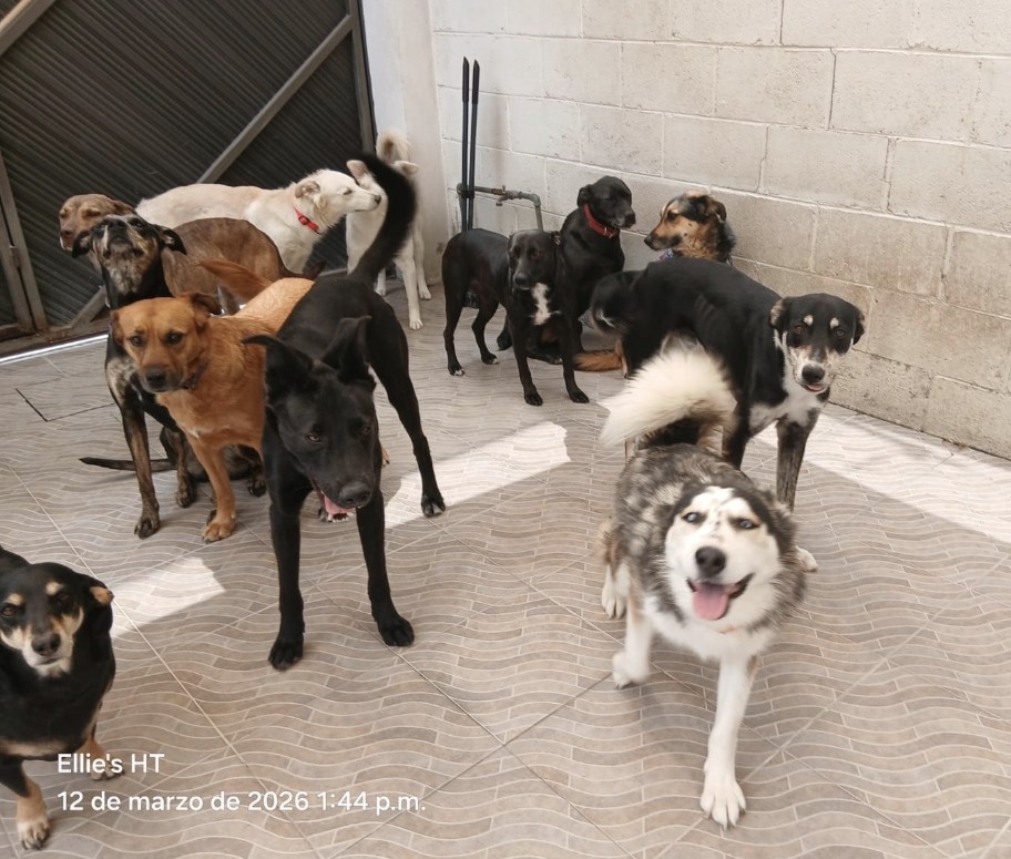 Ellie's House Toluca tweet media