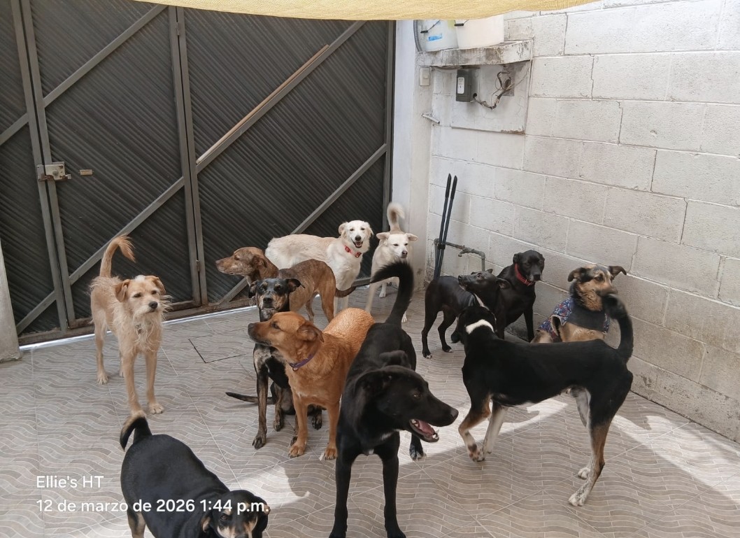 Ellie's House Toluca tweet media