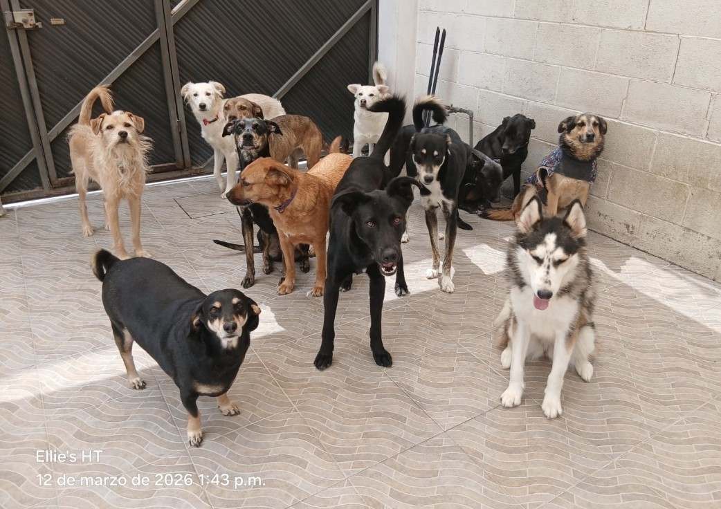 Ellie's House Toluca tweet media