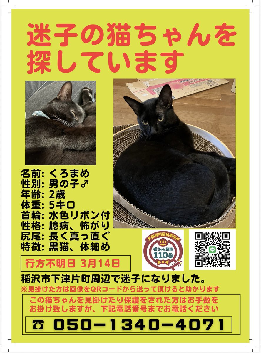 Skishito's tweet photo. 【拡散希望】
3月14日午前9時頃から迷子です。

地域:愛知県稲沢市下津片町付近

いなくなってまだ数時間です。

全身黒色
水色の首輪で鈴付き
（外れてしまっているかも）

臆病なので物陰に隠れている可能性があります。

些細な情報でも構いません。
よろしくお願いします。
#迷子猫 #黒猫 #稲沢市 https://t.co/Dhc9U76jNM
