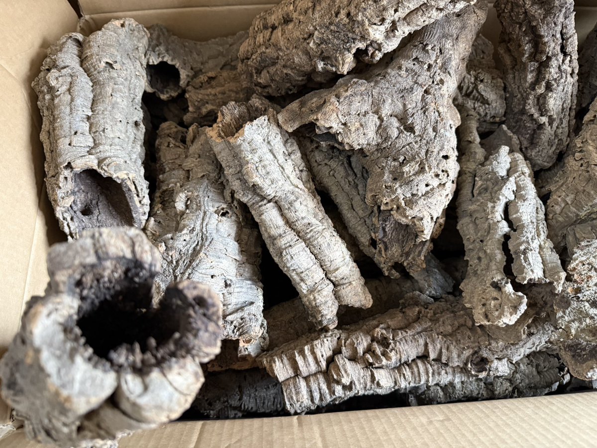 SAURIA守口店 tweet media