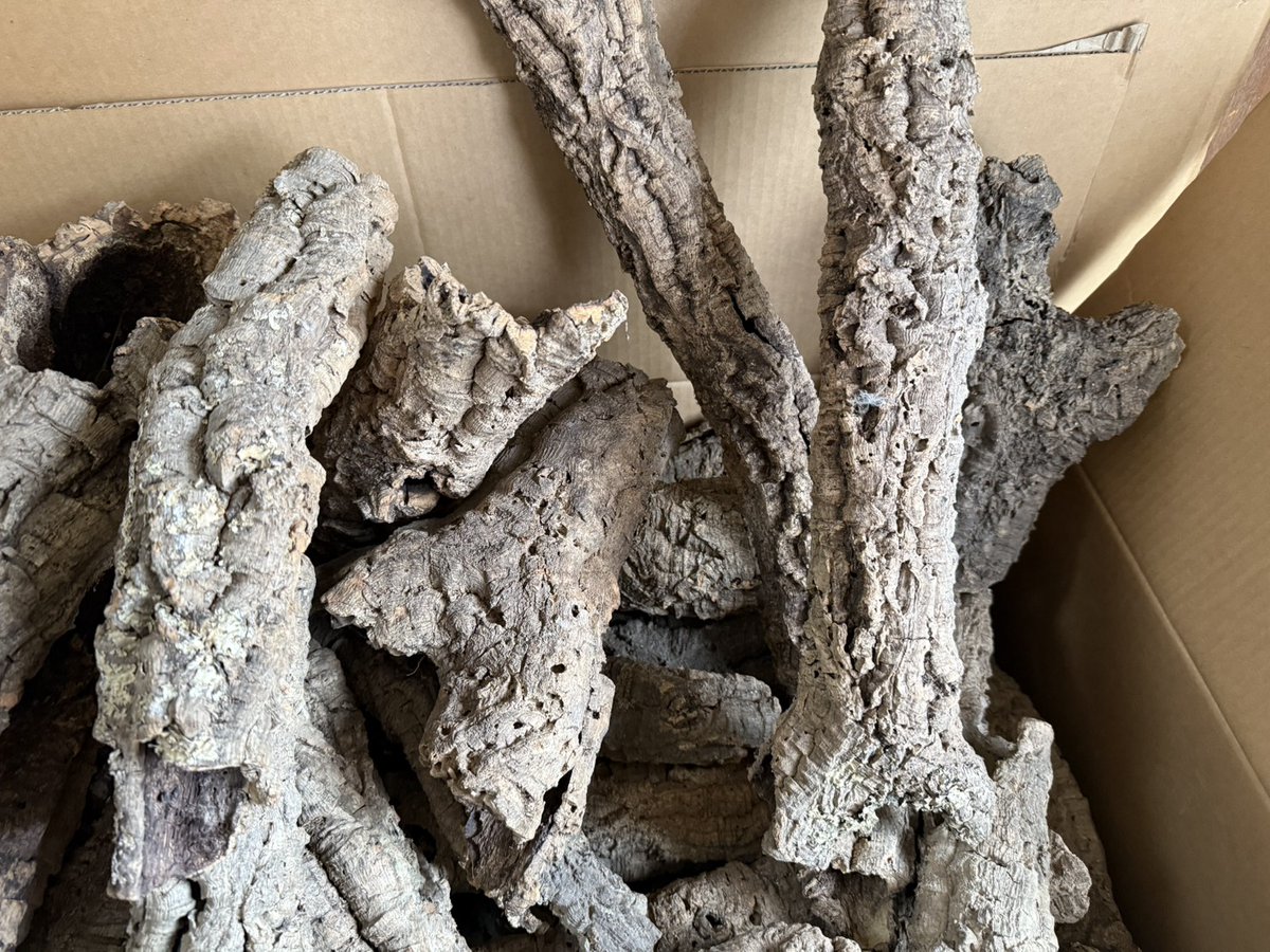 SAURIA守口店 tweet media