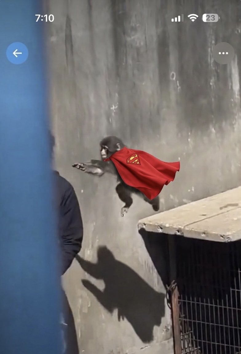 NoahKomoda tweet media