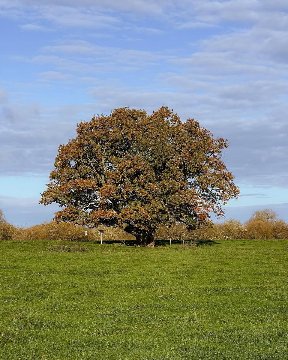 Moonlitvibes13's tweet image. Beautiful oak Tree in autumn season 😍😍
#Naturevibes 
#Autumnseason 
#Goodsaturday