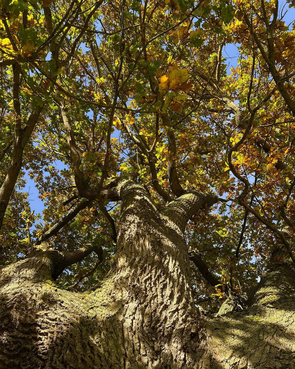 Moonlitvibes13's tweet image. Beautiful oak Tree in autumn season 😍😍
#Naturevibes 
#Autumnseason 
#Goodsaturday