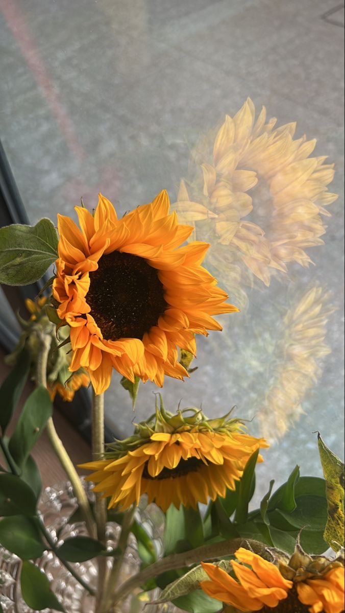 RT if sunflowers make you happy 🌻