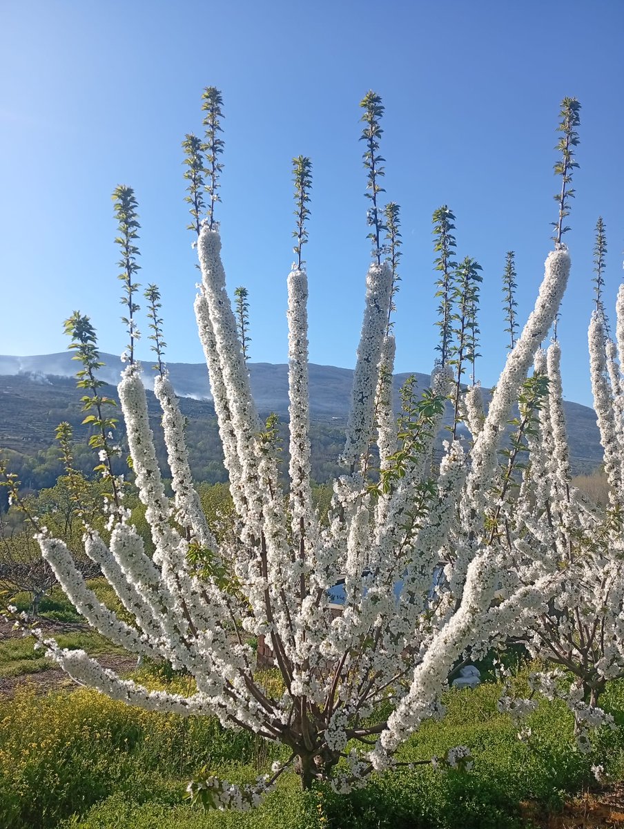 Valen Patxi tweet media