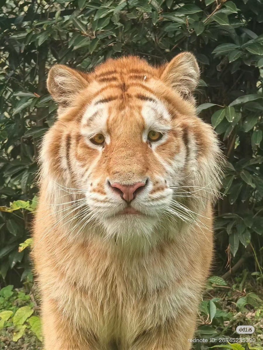 วิเชียรไก่ย่าง tweet media