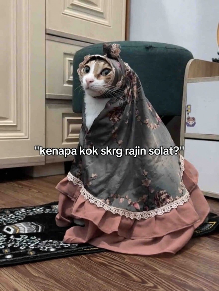 pantesan aja kucing aku setiap kali ditanya “kenapa kok sekarang rajin sholat?”

jawabannya:
“pengen ketemu abu hurairah nanti di surga”
