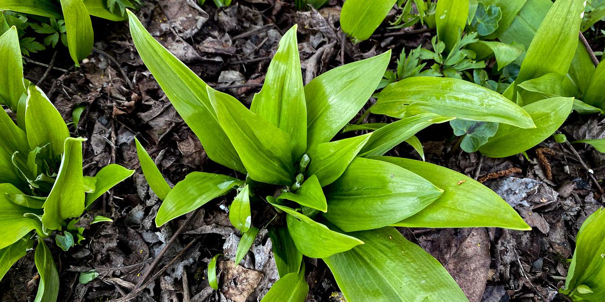 JuckerFarm tweet media