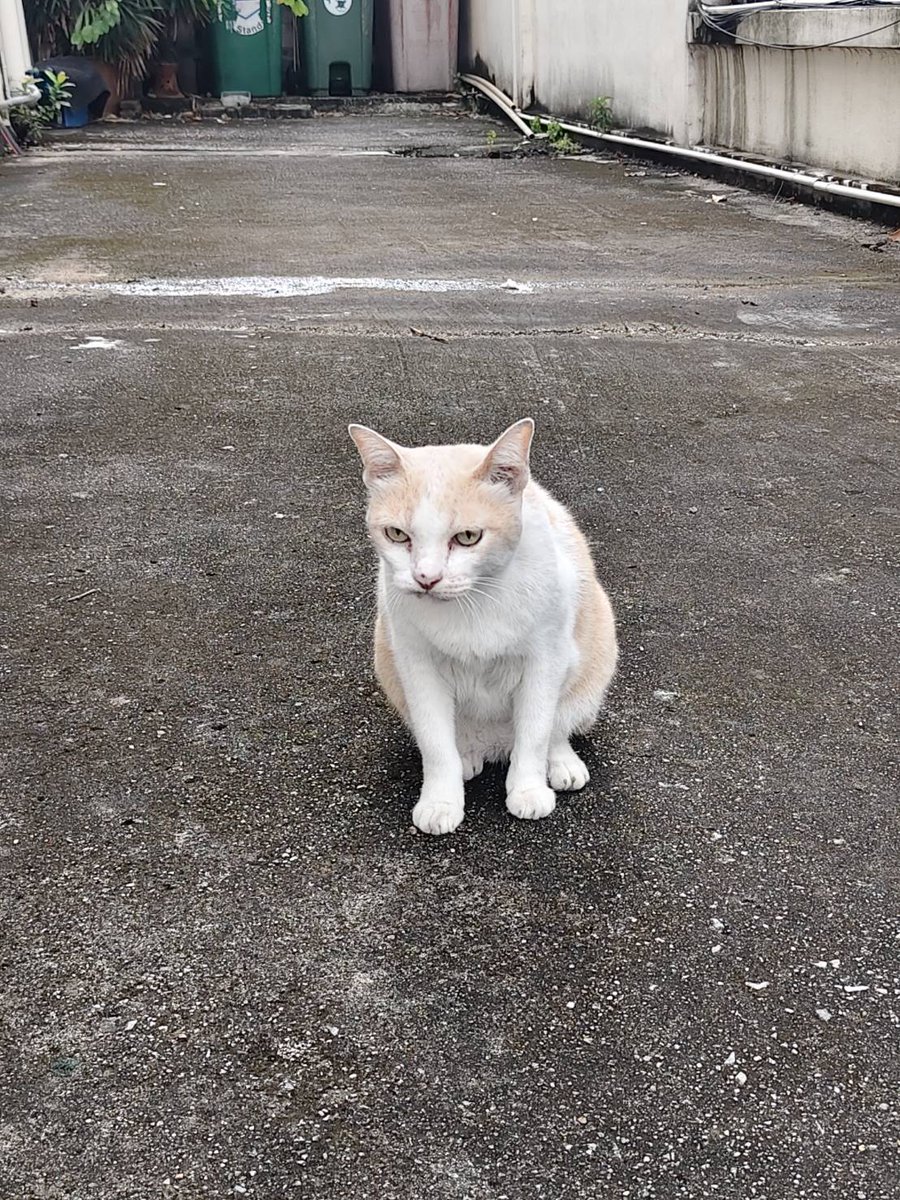 Catster & Co บ้านพักพิงแมวจร tweet media