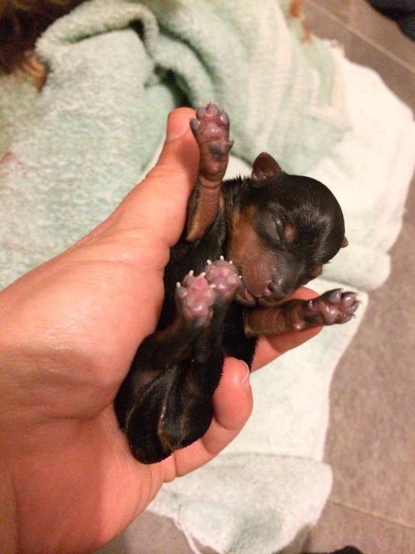 햄만이!! tweet media