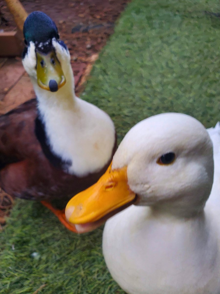 アヒルのいる　古民家喫茶　あじさい tweet media