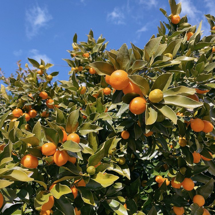 最近撮った早咲き桜とお家の金柑です🍊