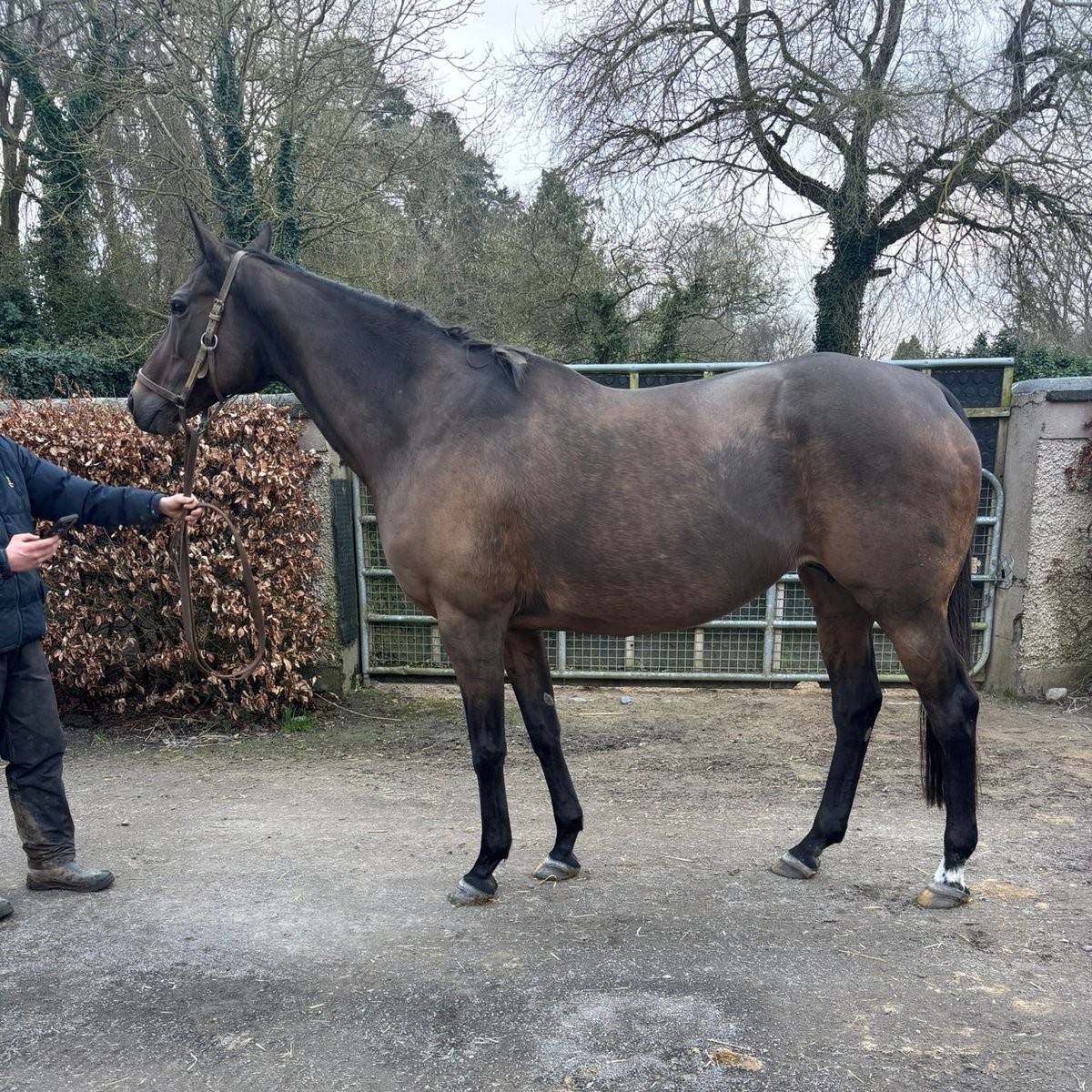 International Thoroughbred tweet media