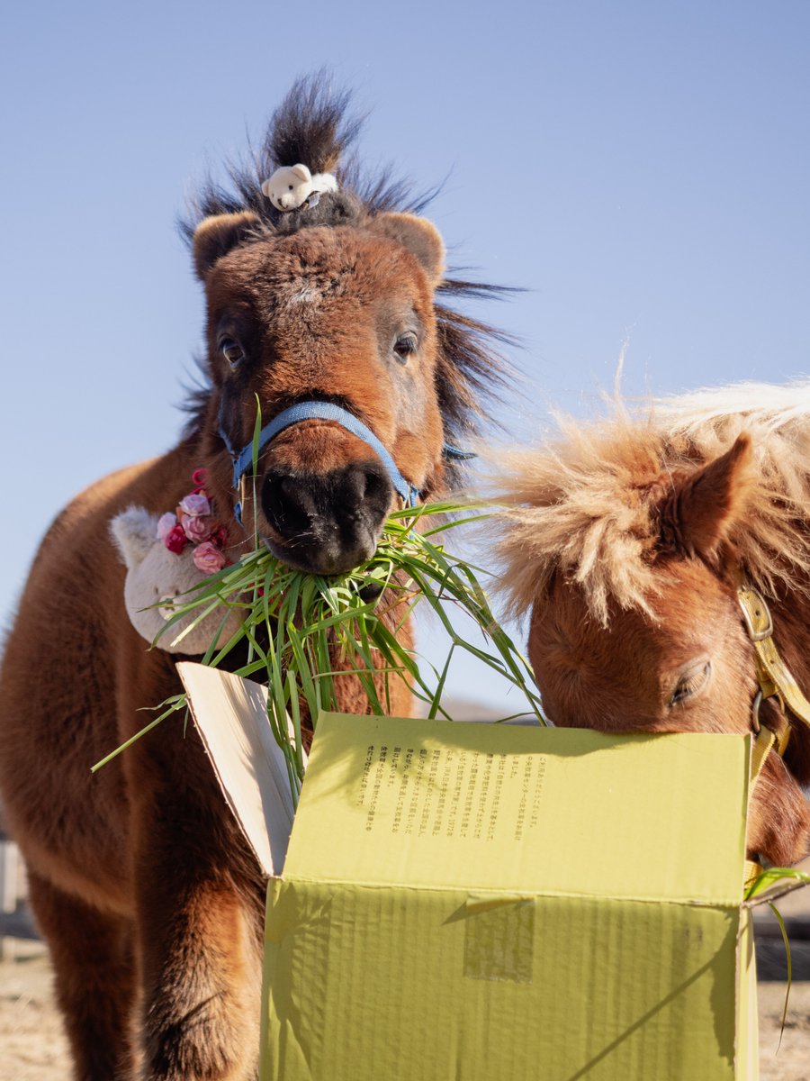 トロすけ tweet media