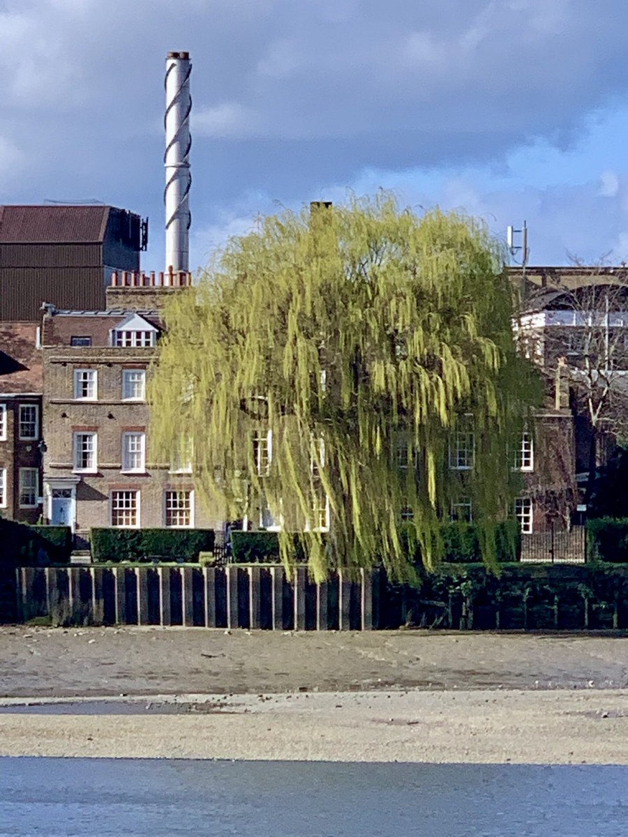 TiCL (NO to a blue tick) tweet media