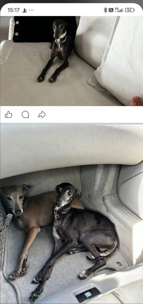 Δίνει τα ζωάκια μετά από 11 χρόνια, όσο κ αν αδυνατώ να το κατανοήσω, αυτά τα δύο υπέροχα πλάσματα ψάχνουν οικογένεια, μαζί είναι όλη τους τη ζωή μαζί ξαναψάχνουν σπίτι.
Επικοινωνία με μήνυμα