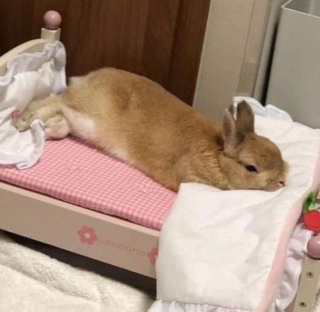 Bunnies's tweet photo. https://t.co/YdqpMEWCFb
