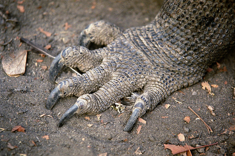 Toe Scale There are so many other scale arrangements that could plausibly occur ...